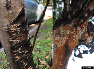 Crapemyrtle bark scale feeding on bud scales, on wounds and under shed bark