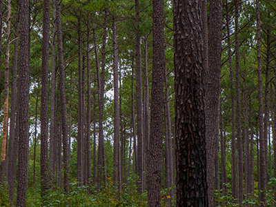 Carbon Offsets for South Carolina Family Forest Landowners