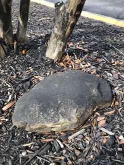 rock under crapemyrtle covered with honeydew and sooty mold