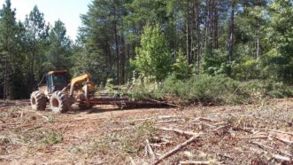 A four-wheeled grapple skidder is dragging a bunch of several trees at the landing.
