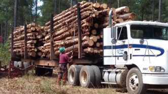 A log truck with a straight frame trailer with two bunks is fully loaded. A deck worker is trimming of brnaches and bark with a small chainsaw.