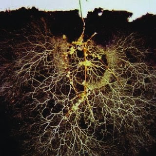 A profile of roots in the soil covered with mycorrhizal fungi