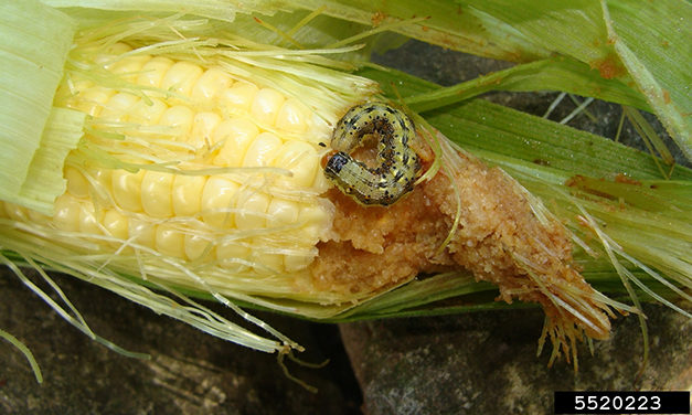 Insecticide Resistance: Overview and Management