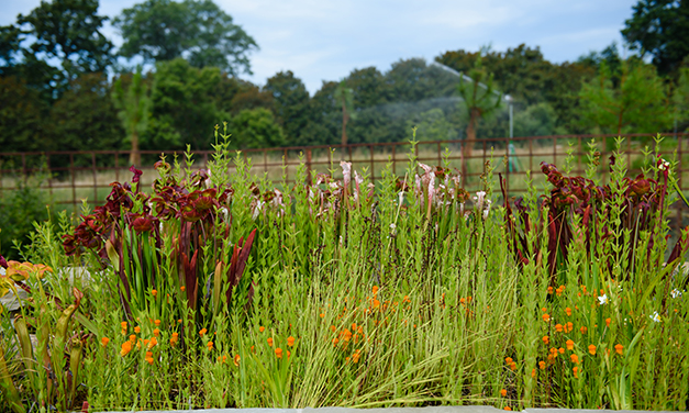 Increasing Soil Biodiversity in Botanical Gardens