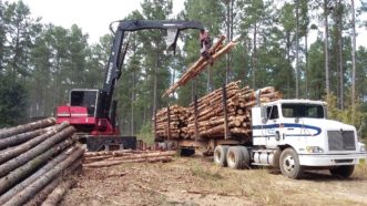 The trailer mounted roader is lifting a few logs above a partially loaded log truck. The log truck has two bunks is loaded with cut-to-length logs.