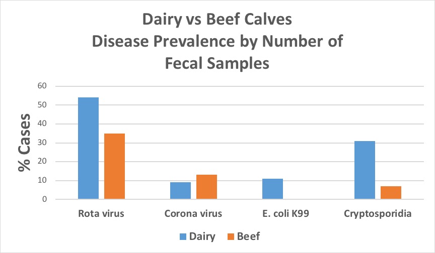Rotavirus was the most prevalent in beef and dairy samples, with a higher dairy calves 