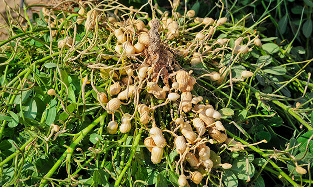 Management of Aflatoxins in Peanut