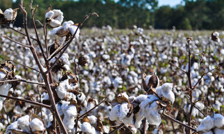Coronavirus Food Assistance Program (CFAP) for Non-Specialty Crop Producers