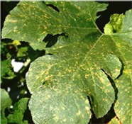 small, bright, yellow flecks on the leaf surface of squash and pumpkin