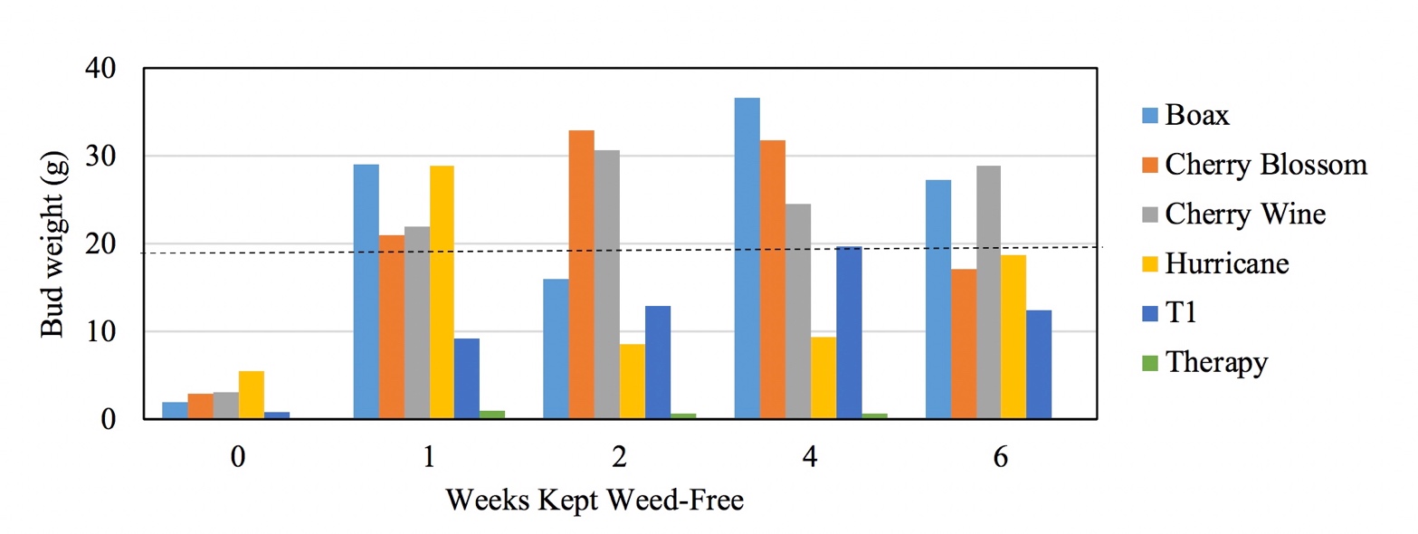 The data shows that fields remaining weed-free for certain intervals will increase the bud yieds.