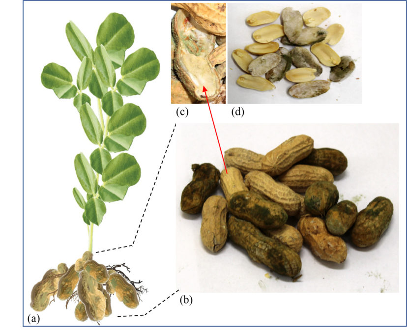 The symptoms of A. flavus and A. parasiticus infection of peanut in the field.