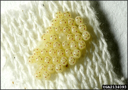 A cluster of yellow translucent stink bug eggs.