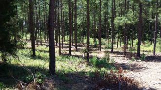 A pine plantation with an open understory that is managed for timber production.