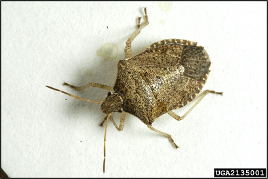 Brownish-yellow, shield-shaped adult brown stink bug.