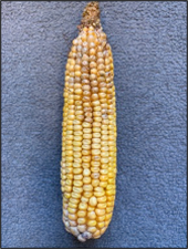 Discolored kernels on a corn cob.