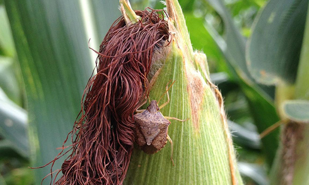 Brown Stink Bug as a Pest of Corn in the Southeastern United States