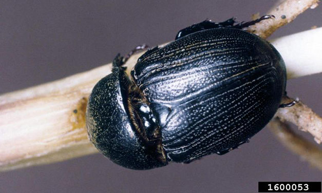 Sugarcane Beetle as a Pest of Corn