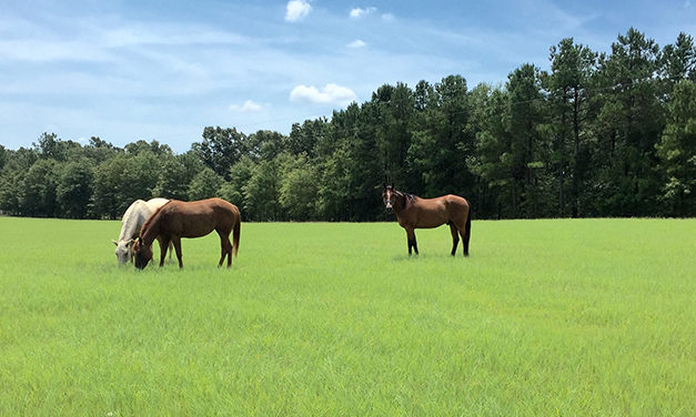 Equine Pasture Management