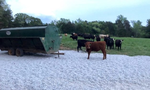 Mud Management for South Carolina Livestock Farmers