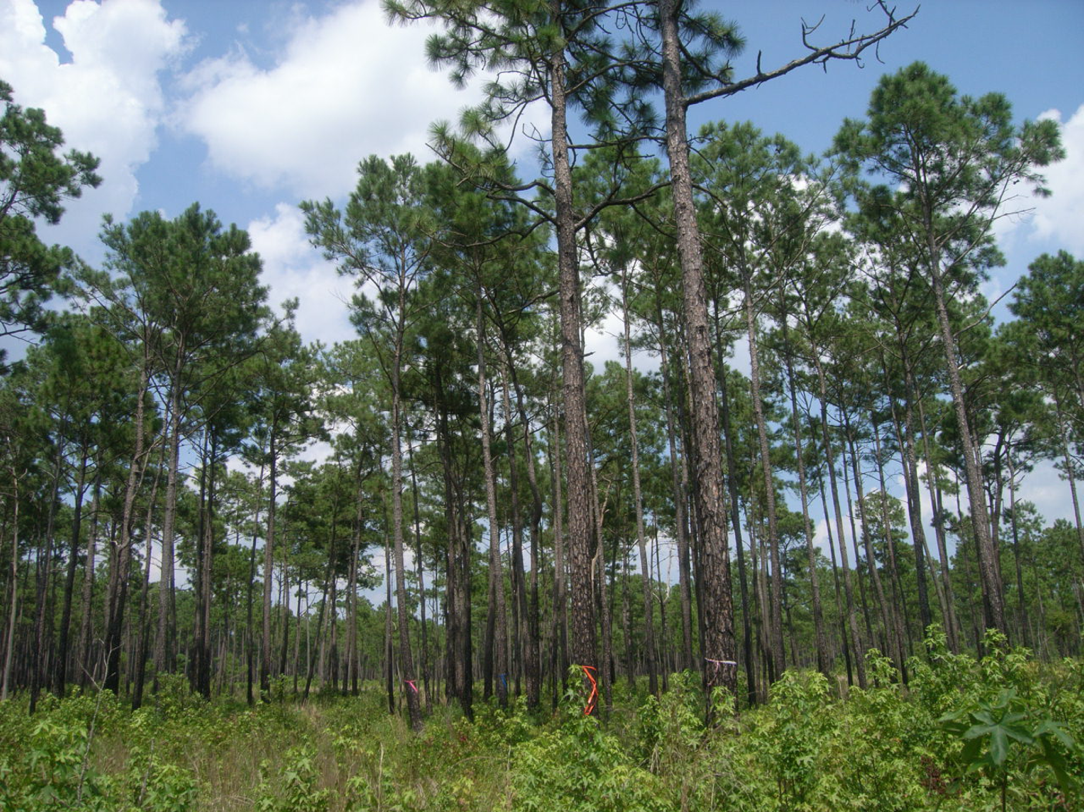 A photo of pine flatwoods. Spodosols are primarily found along the coast of South Carolina, being most prevalent in longleaf pine flatwoods. Image Credit: Thomas Williams