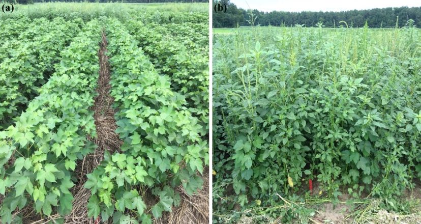 The left side of the image shows weed suppression in cotton following a cereal rye cover crop and the right image shows no cover crop.