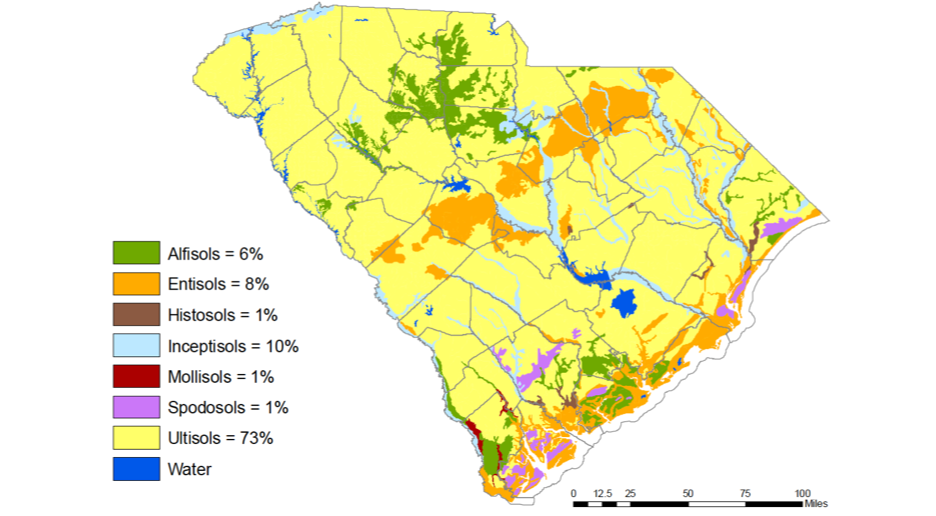 Soil Orders of South Carolina. Spodosols comprise of one percent of all soils in South Carolina. Image Credit: D. Park and D. White. The Nitty Gritty of South Carolina Soils. Clemson University Creative Inquiry 2014.