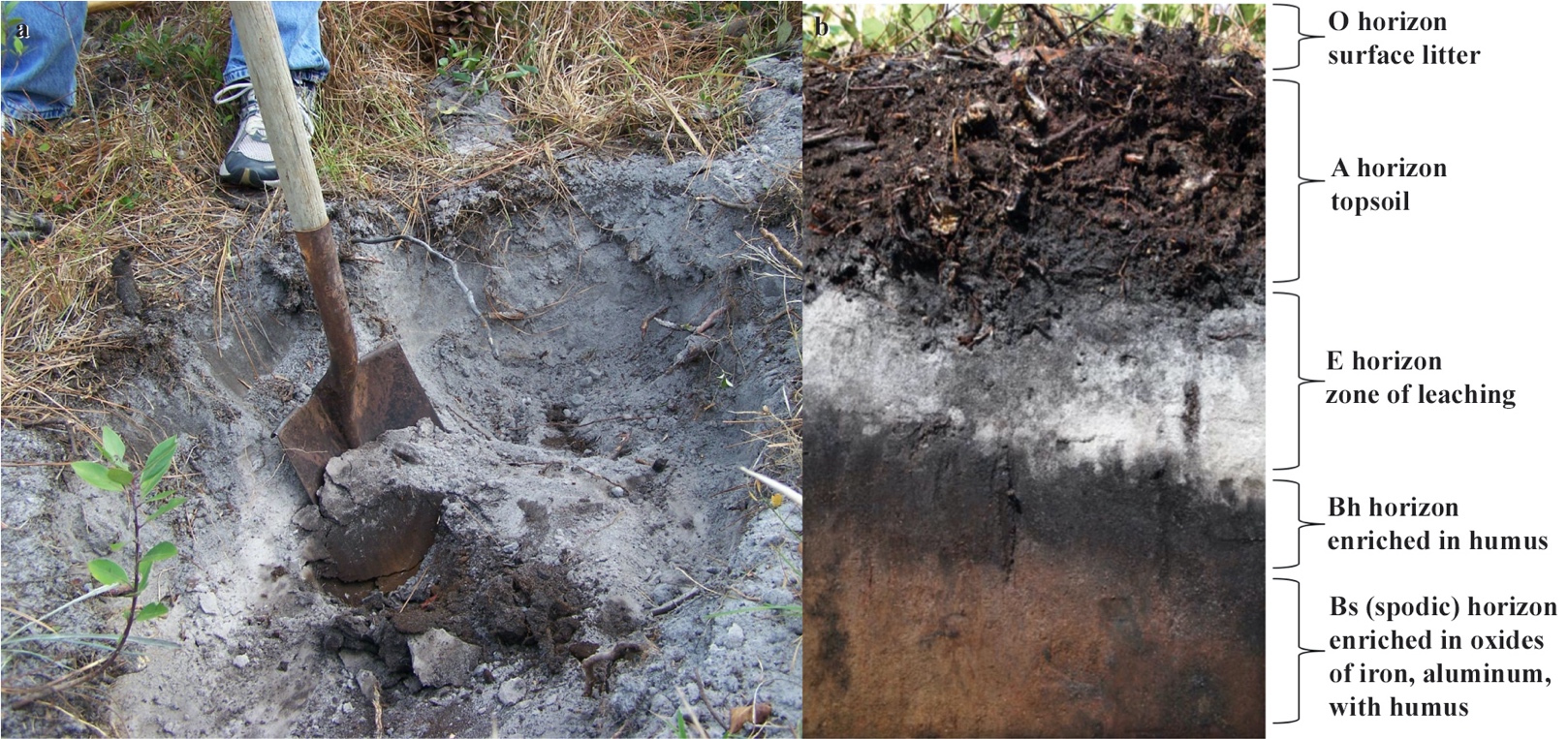 On the left is a picture of a shovel digging into a Spodosol exposing the white-grey sandy horizon as well as minimal material from the spodic horizon. On the right is a soil profile of a spodosol found in an undisturbed pine forest. The dark brown/black horizon underneath the whitish/grey horizon is the portion of the soil that is commonly mistaken for good organic soil for constructed landscape rootzones (right photo). Image credit: Dara Park (left) and John Kelley (right).