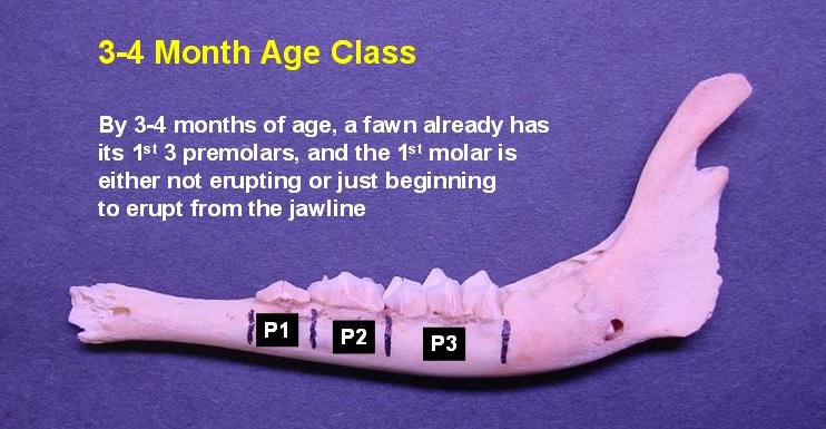 3-4-month-old deer jawbone. By 3-4 months of age, a fawn already has its first 3 premolars, and the 1st molar is either not erupting or just beginning to erupt from the jawline.