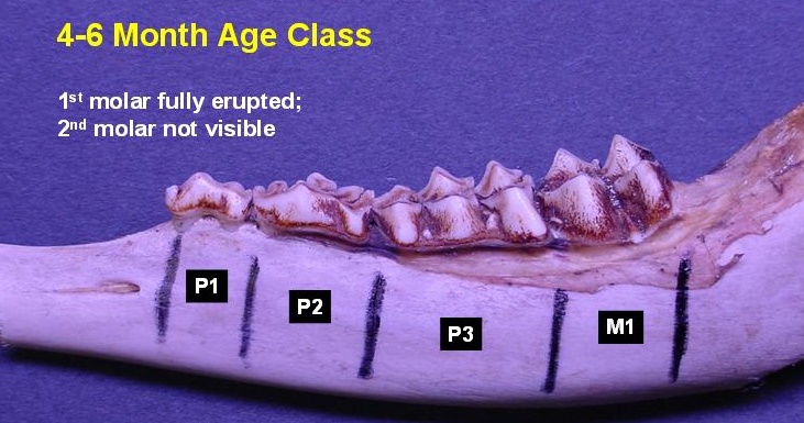 4-6-month-old deer jawbone. 1st molar fully reupted and 2nd molar not visible.