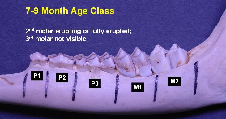 7-9-month-old deer jawbone. 2nd molar erupting or fully erupted and 3rd molar not visible.