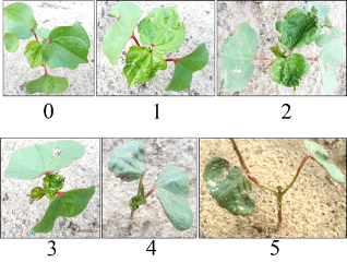 Six images of cotton seedlings with varying degrees of advancing injury from thrips.