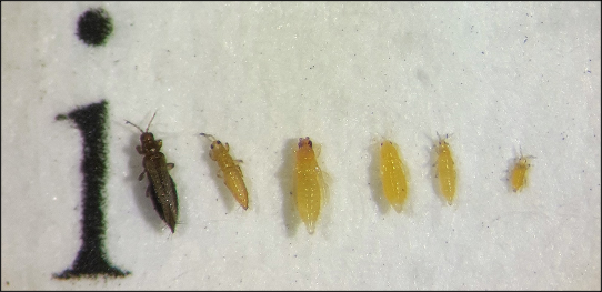 Adult female and male thrips lined up next to a lowercase 12-point font letter i to compare their size.
