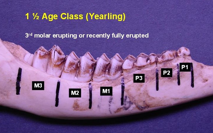 Jawbone of 1.5-year-old deer showing the 3rd premolar still erupting. 3rd molar erupting or recently fully erupted.