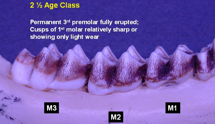 Jawbone of 2.5-year-old deer showing molars. Permanent 3rd permolar fully erupted, cusps of 1st molar relatively sharp or showing only light wear.