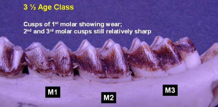 Jawbone of 3.5-year-old deer showing wear pattern from side. Cusps of 1st molar showing wear; 2nd and 3rd molar cusps still relatively sharp