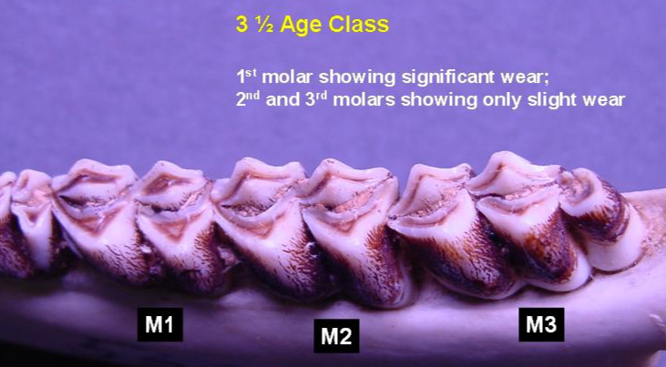 Jawbone of 3.5-year-old deer showing wear pattern from top. 1st molar showing significant wear; 2nd and 3rd molars showing only slight wear