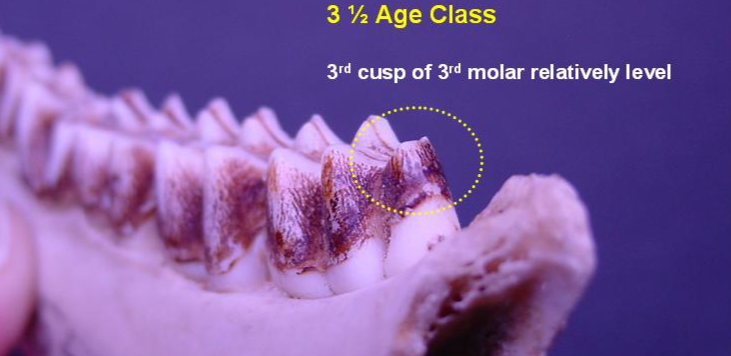 Jawbone of 3.5-year-old deer showing wear pattern from back. 3rd cusps of 3rd molar relatively level