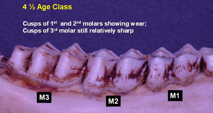 Jawbone of 4.5-year-old deer showing wear pattern from side. Cusps of 1st and 2nd molars showing wear; cusps of 3rd molar still relatively sharp