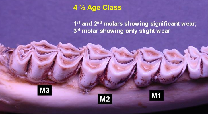 Jawbone of 4.5-year-old deer showing wear pattern from top. 1st and 2nd molars showing significant wear; 3rd molar showing only slight wear.