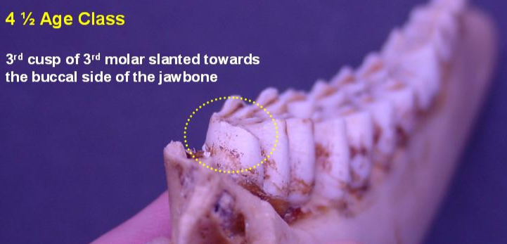 Jawbone of 4.5-year-old deer showing wear pattern from back. 3rd cusp of 3rd molar slanted towards the buccal side of the jawbone.