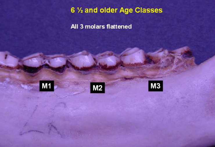 Jawbone of 6.5-year-old deer showing wear pattern from side. All 3 molars flattened.