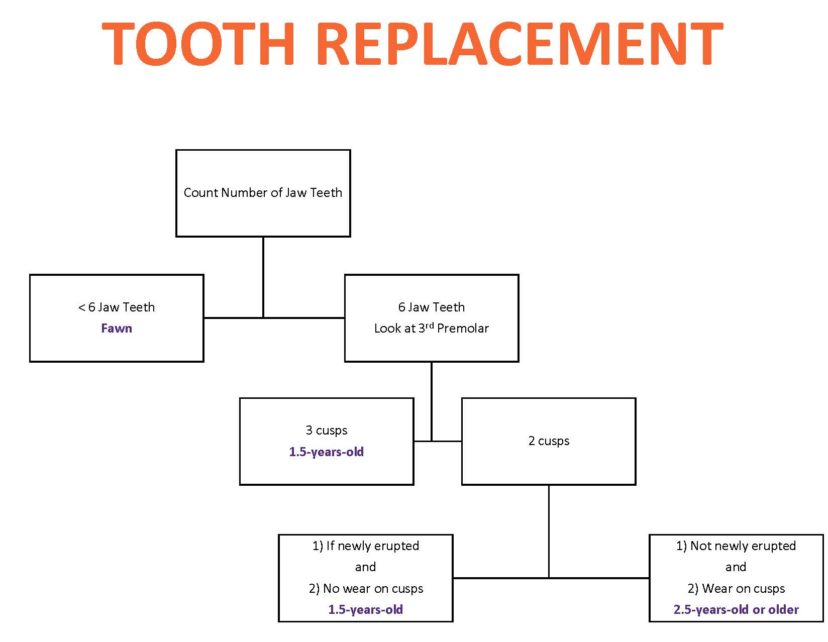 Outline of Tooth Replacement Key1. The top of the chart begins: Count number of jaw teeth. a. If there are less than six jaw teeth, it is a fawn or b. If there are six jaw teeth, look at the third premolar. i. Then If there are three cusps, it is 1.5 years old or ii. If there are two cusps, then 1. It is 1.5 years old if it is newly-erupted and there is no wear on cusps or 2. If it is not newly erupted and there is wear on the cusps, then it is 2.5 years old or older.