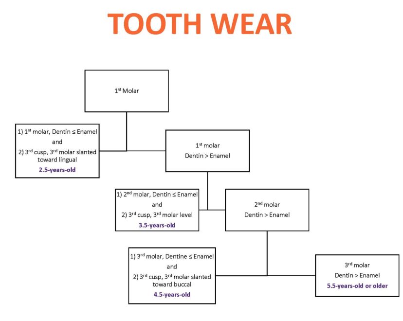 Outline of Tooth Wear Key1. The top of the chart begins: Look at the first molar. a. If dentin is less than the enamel on the first molar and the third cusp of the third molar is slanted toward lingual, the age is 2.5 years old or b. If the dentin is greater than the enamel, then i. Age is 3.5 years old if the dentine is less than the enamel on the second molar and the third cusp on the third molar is level. ii. But if the dentin is greater than the enamel on the second molar, then 1. Age is 4.5 years old if the dentine is less than the enamel on the third molar, and the third cusp of the third molar is slanted toward buccal or 2. Age is 5.5 years old if the dentin is greater than the enamel on the third molar.