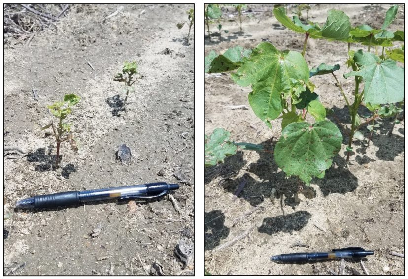 The left image shows unhealthy cotton seedlings, and the right image shows healthy cotton seedlings that had insecticide applied.