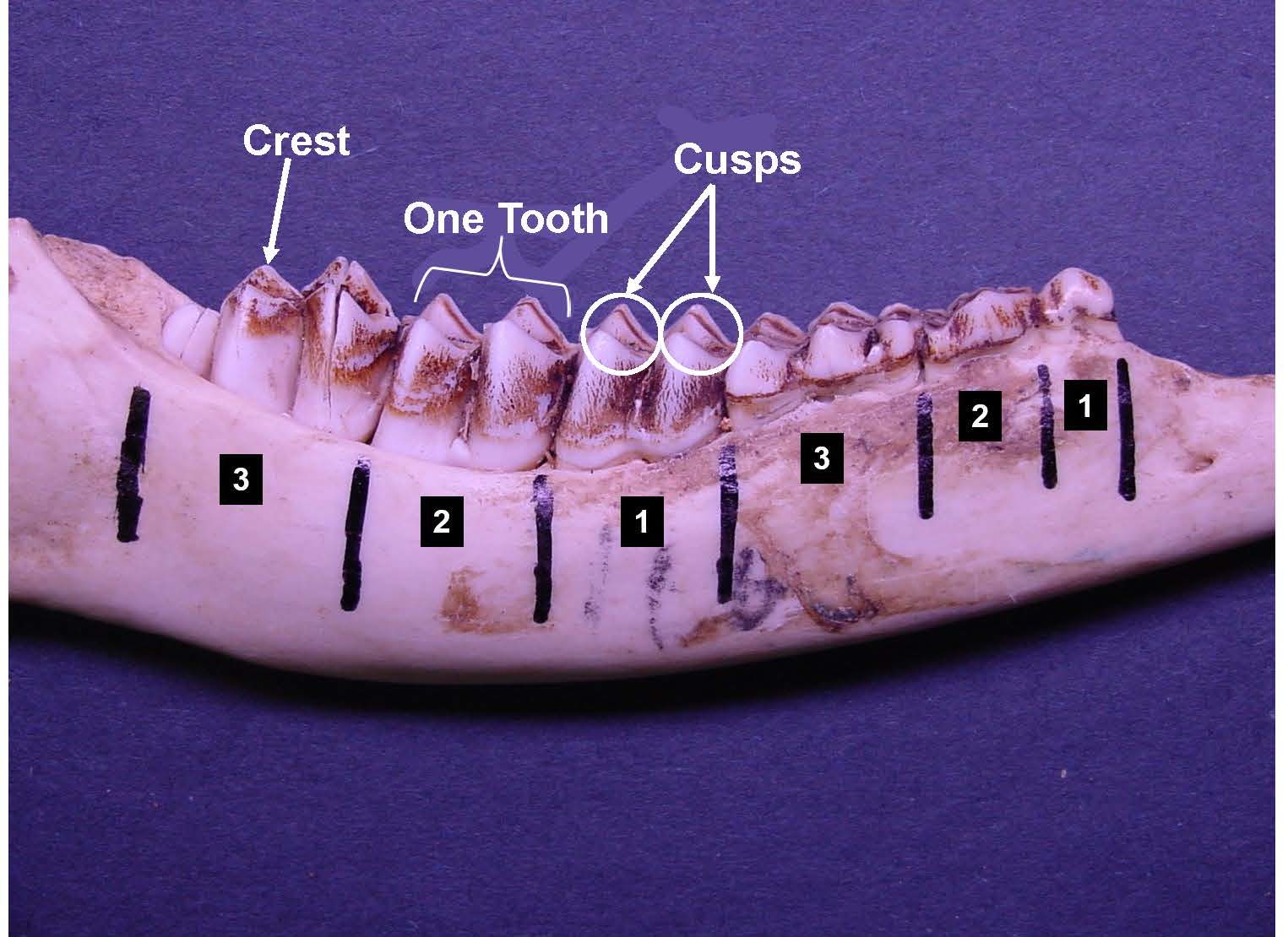 White-tailed deer jawbone indicating a single tooth and the cusps for that tooth