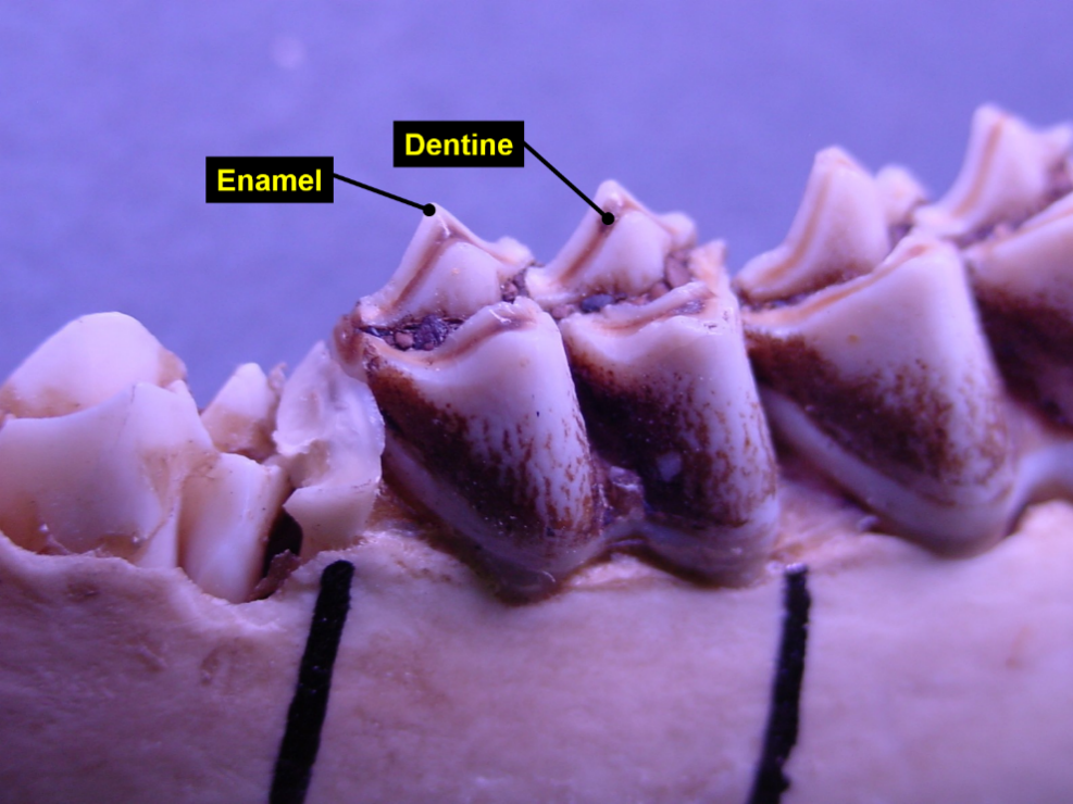 White-tailed deer jawbone showing dentine (brown) and enamel (white). 