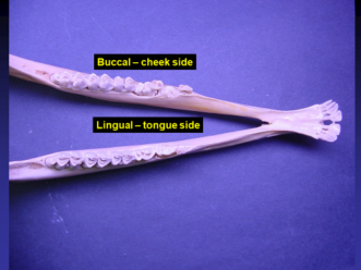 A Key for Aging White-Tailed Deer Using the Tooth Replacement and Wear ...