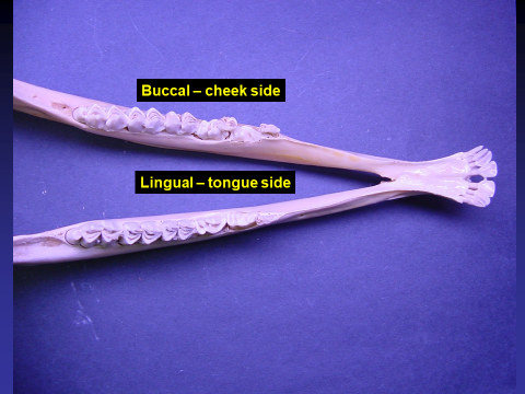 White-tailed deer jawbone showing the buccal and lingual side of the teeth.