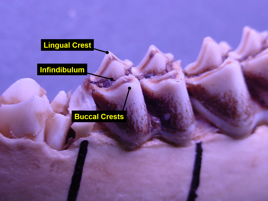 White-tailed deer jawbone showing the lingual crest, buccal crests, and infundibulum. 
