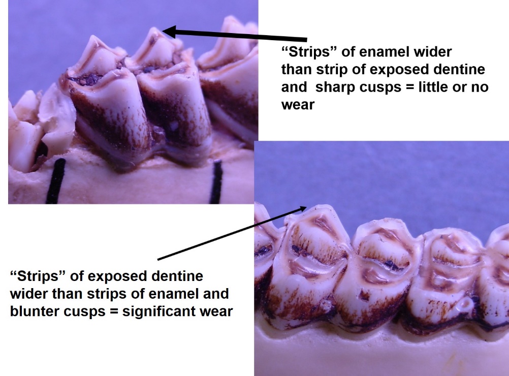 White-tailed deer teeth showing strips of enamel and dentine.
